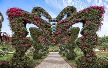 Butterfly Park: State's first butterfly park is being built in Udaipur, soon tourists will be able to see the butterflies present here…