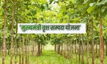 CM Tree Estate: The trend of farmers is increasing day by day...Plantation will be done in 36 thousand acres of land in the current year