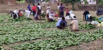 Bijapur: Bhairamgarh Primary Minor Forest Produce Committee paid all Tendupatta collectors