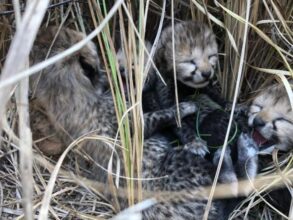 MP Kuno National Park: Good news, four cheetahs born in Kuno National Park, Madhya Pradesh