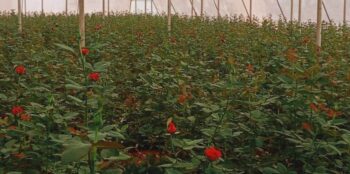 Special Article: Hi-tech cultivation of rose in Kanker district, supply of Dutch variety of rose being done in big cities of the state including the capital