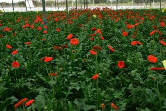 Shednet Method: Flowers can be cultivated throughout the year with the shednet method.