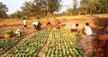 Tendu-Patta Collection: About one fourth of Tendu Patta has been collected so far in Chhattisgarh