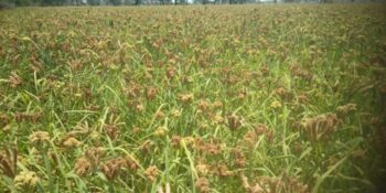 Chhattisgarh Millet Mission: Due to increasing demand, farmers are taking interest in ragi cultivation