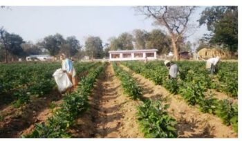 Sarona Gothaan: In Sarona Gothaan, the women of Gomata self-help group are becoming self-sufficient through vegetable production.