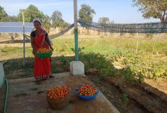 Bari Vikas Yojana: Earlier vegetables were used for domestic use, today production is being done on a large scale in Gauthans of the district.