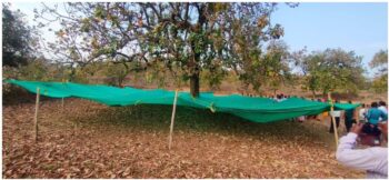 Special Article: The aroma of Chhattisgarh's Mahua started reaching the country and abroad