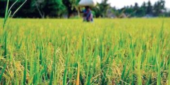 Purchase of Paddy: 2065894 quintals of paddy purchased so far in Balrampur district