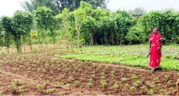 Special Article: People are getting green vegetables from the village heritage bari