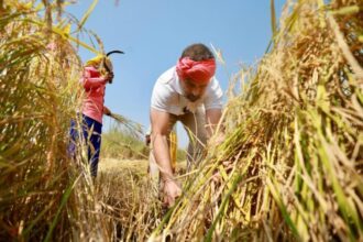 CG Paddy Purchased: 115.94 lakh metric tonnes of paddy purchased so far in the state