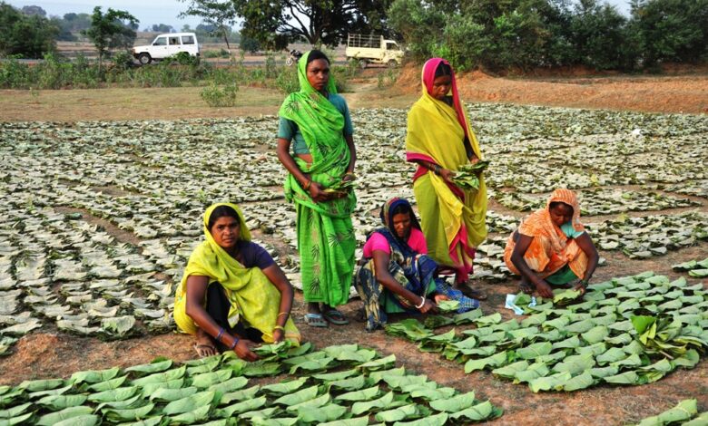 MP Tendu Leaf: Tendu leaf collection rate increased to Rs 4 thousand per bag, 35 lakh tendu leaf collectors will benefit...Forest Department issued orders.